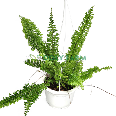 Dương xỉ thòng đuôi cá