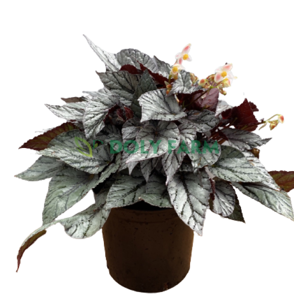 Diệp Hải Đường Beg07