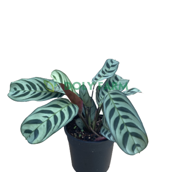 Đuôi công vân xanh
